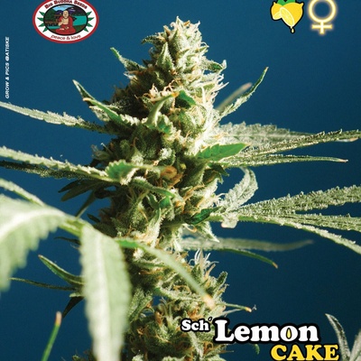 Big Buddha Seeds Lemon Cake Senena neobsahují THC 5 ks