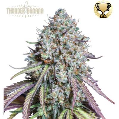 Seedstockers Superior Thunder Banana semena neobsahují THC 3 ks