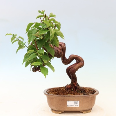 e-bonsai Venkovní bonsai -Japonská meruňka - Prunus Mume