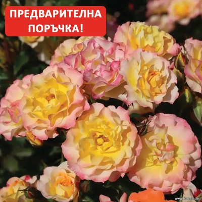 Kordes® Роза LandLust® - (Kordes®)