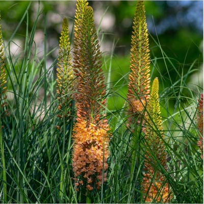 Liliochvostec Pinokkio Eremurus hlízy liliochvostců 1 ks