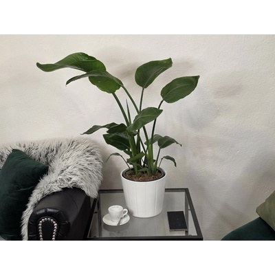PlanBros flower Strelitzia Nicolai 3pp 90cm
