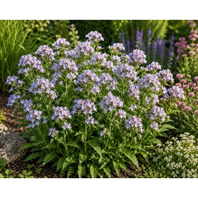 Zvonček bielokvetý 'Prichard's Variety' v kvetináči
