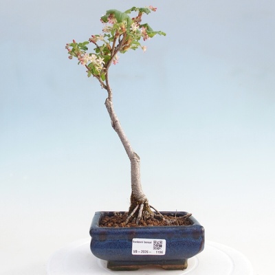 e-bonsai Venkovní bonsai - Meruzalka krvavá - Ribes sanguneum