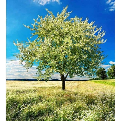 Dimex MS-3-0096 vliesová fototapeta na zeď Strom na louce rozměry 225 x 250 cm