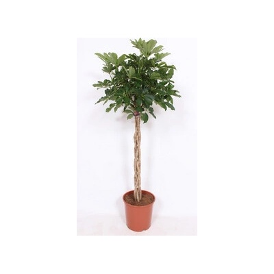 Schefflera arboricola Compacta 30x150 cm