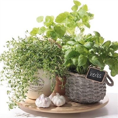 PAW servítky flavor of herbs 33X33cm