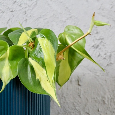 Philodendron Cream splash