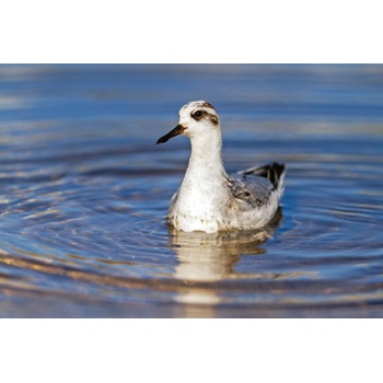 DIMEX ART s. r. o Флизелинов фототапет фаларопус на езерото 375 x 250 см