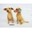 Dubi Sitting pointer 44cm