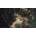 SpellForce 3: Fallen God