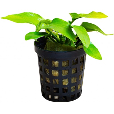 Anubias barteri nana Golden