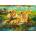 Ravensburger - Puzzle Lions in the Savanna - 500 piese