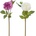 KS DALIA 2F 46cm