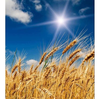 Dimex MS-3-0136 vliesová fototapeta na zeď Pšeničné pole rozměry 225 x 250 cm