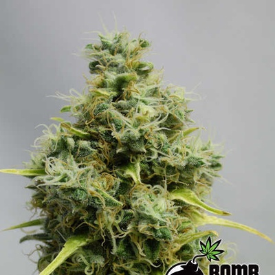Bomb Seeds Big Bomb semienka neobsahujú THC 10 ks