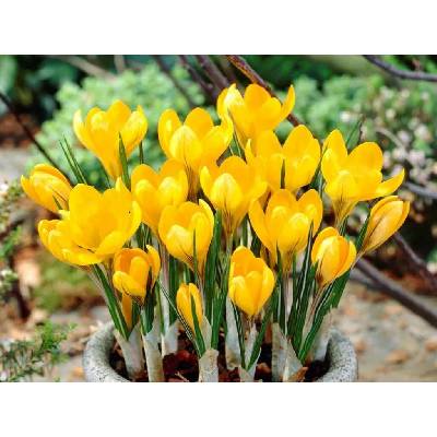 Krokus Golden Yellow 10 ks v balení