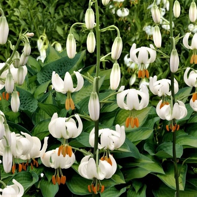 Lilie Martagon Snowy Morning Lilium martagon cibule lilie 1 ks