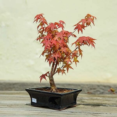S Bonsai 30cm/4 NL, živá rostlina