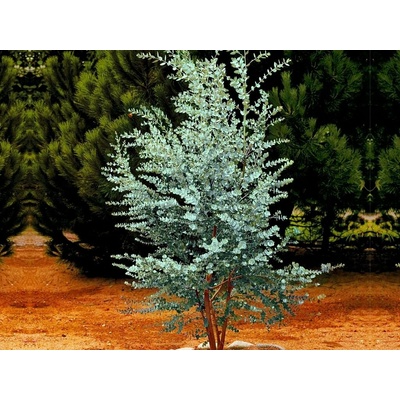Eukalyptus GUNNII, výška 30-40 cm, kvetináč 17 cm
