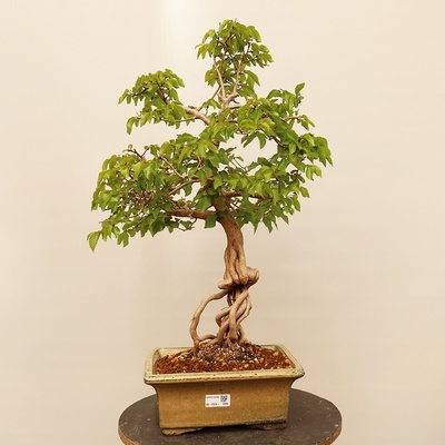 e-bonsai Venkovní bonsai -Carpinus Coreana - Habr korejský