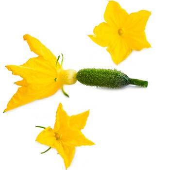 Veritable Вложка за семена Lingot ядливи цветя, цвят от краставица (VLIN-L5-Cor061)