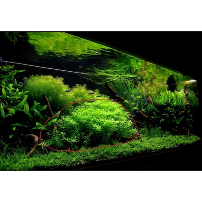 Rotala sp. green