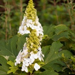 First Edition® Jetstream® Oakleaf hydrangea - Дъбовидна хортензия