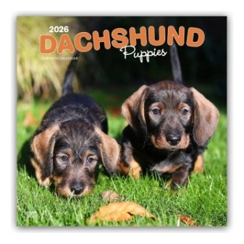 Browntrout Verlags GmbH Dachshund Puppies - Dackel Welpen 2026 - 16-Monatskalender