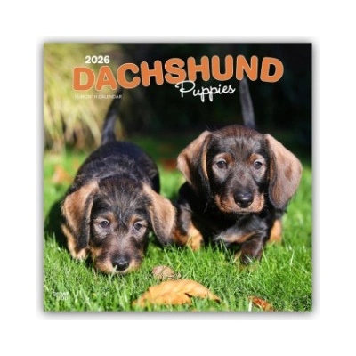 Browntrout Verlags GmbH Dachshund Puppies - Dackel Welpen 2026 - 16-Monatskalender | BrownTrout Publishers Inc