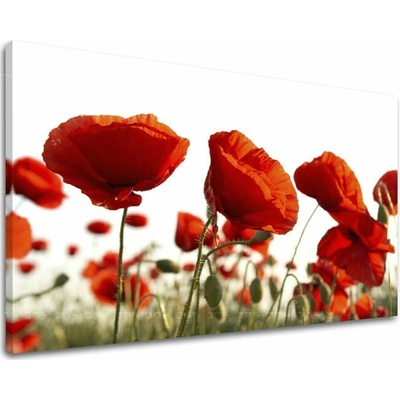 Obraz na stenu KVETY MAKY - 60x90