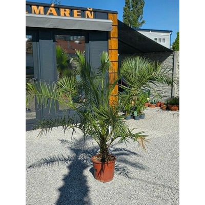 Phoenix canariensis Premium v celkovej výške 210 cm