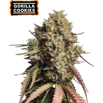 Seedstockers Gorilla Cookies Auto semena neobsahuji THC 250 ks