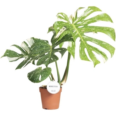 Gardners Monstera deliciosa variegata Thai Constellation, průměr 15 cm Monstera skvostná