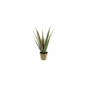 Aloe-Vera rostlina 60 cm