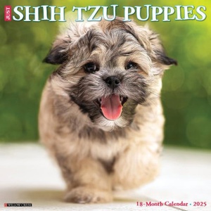 Willow Creek Press Calendars Shih Tzu Puppies 2026 12 X 12 Wall Calendar | Willow Creek Press