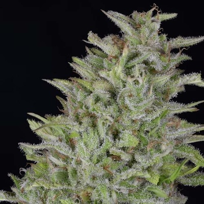 Don Avalanche Seeds Don Wedding Cake semena neobsahují THC 5 ks