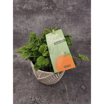 Pelargonium graveolens pomeranč – Zboží Dáma