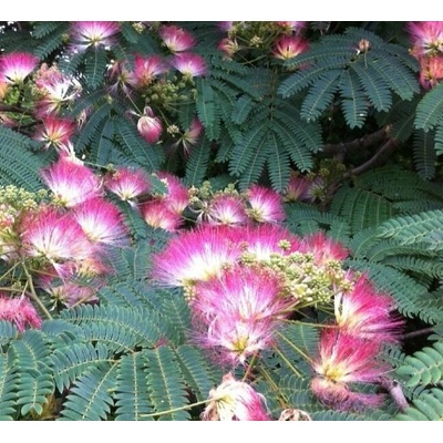 Albizia julibrissin Prodejní velikost: 020/030, Velikost hrnku: 2 l – Hledejceny.cz