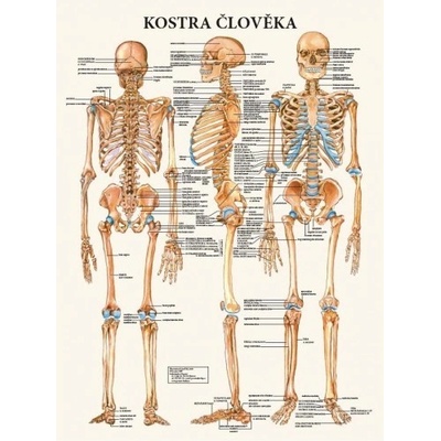 Kostra člověka – Zboží Dáma
