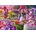 Bluebird Puzzle - Puzzle Wedding Day - 1 000 piese