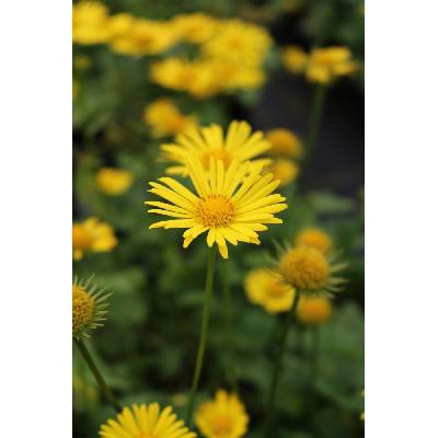 KAMZIČNÍK - DORONICUM ORIENTALE