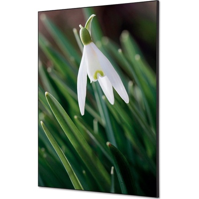 Jansen Display Textilní dekorace na zeď A1 Bílé sněženky, 594 x 841 mm