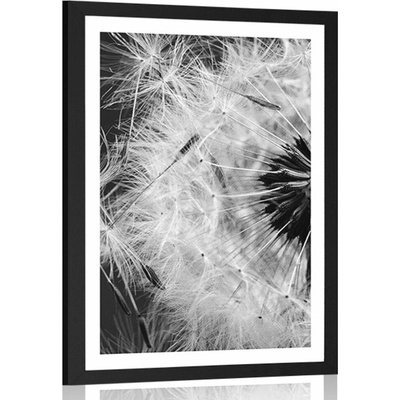Plakát s paspartou semínka pampelišky v černobílém provedení - 20x30 silver