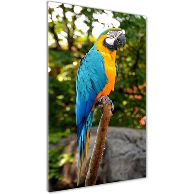 Vertikálny fotoobraz na skle Papagáj Ara 50x100 cm