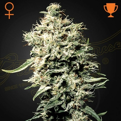Green House Seed White Rhino semienka neobsahujú THC 10 ks