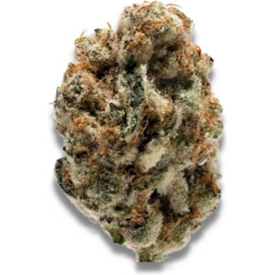 Growers Choice KO Kush semena neobsahují THC 5 ks