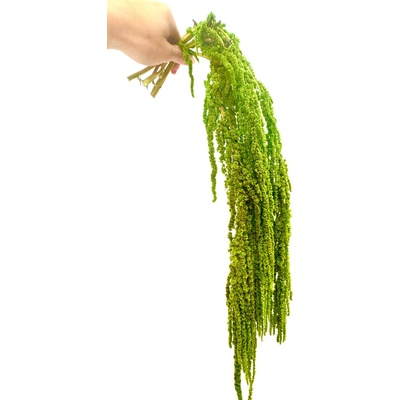 Stabilizovaný amarant převislý, svazek limetkový 50g