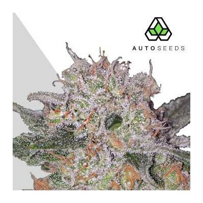 Auto Seeds Trans Siberian AUTO semena neobsahují THC 5 ks