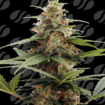 Original Sensible Seeds Orange Ooze semena neobsahjí THC 1 ks